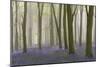 Woodland Filled with Bluebells on a Misty Spring Morning Near Micheldever in Hampshire-Rtimages-Mounted Photographic Print