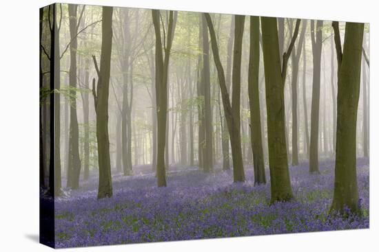 Woodland Filled with Bluebells on a Misty Spring Morning Near Micheldever in Hampshire-Rtimages-Stretched Canvas