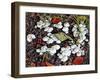 Woodland Fungi-Dorothy Berry-Lound-Framed Giclee Print