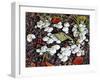 Woodland Fungi-Dorothy Berry-Lound-Framed Giclee Print