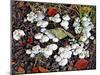 Woodland Fungi-Dorothy Berry-Lound-Mounted Giclee Print