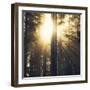 Woodland Glow-Andreas Stridsberg-Framed Giclee Print