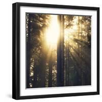 Woodland Glow-Andreas Stridsberg-Framed Giclee Print