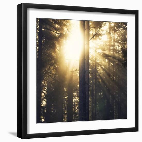 Woodland Glow-Andreas Stridsberg-Framed Giclee Print