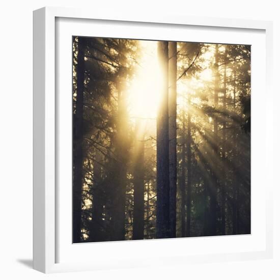 Woodland Glow-Andreas Stridsberg-Framed Giclee Print