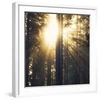 Woodland Glow-Andreas Stridsberg-Framed Giclee Print