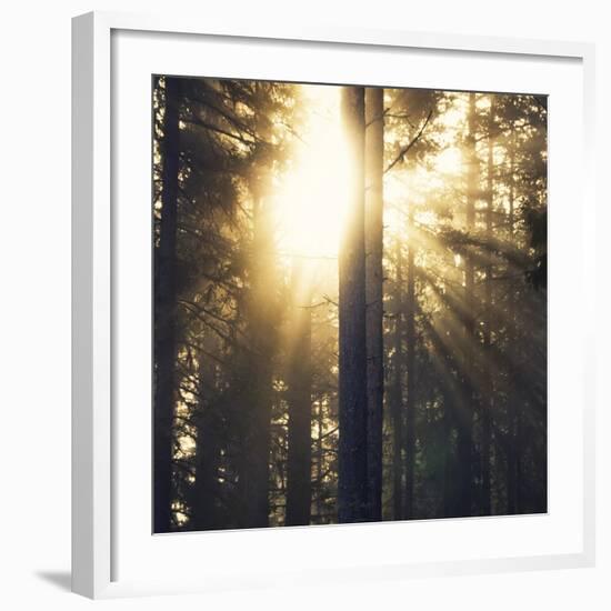 Woodland Glow-Andreas Stridsberg-Framed Giclee Print