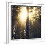 Woodland Glow-Andreas Stridsberg-Framed Giclee Print