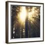 Woodland Glow-Andreas Stridsberg-Framed Giclee Print