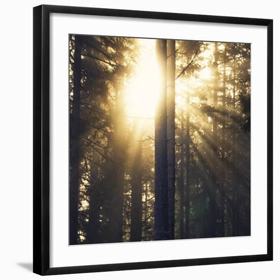 Woodland Glow-Andreas Stridsberg-Framed Giclee Print