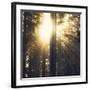 Woodland Glow-Andreas Stridsberg-Framed Giclee Print