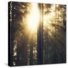 Woodland Glow-Andreas Stridsberg-Stretched Canvas