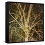 Woodland Gold I-Doug Chinnery-Framed Stretched Canvas