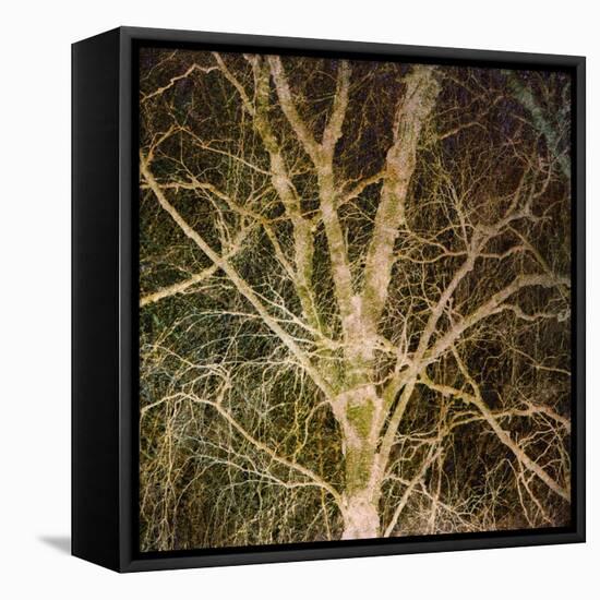 Woodland Gold I-Doug Chinnery-Framed Stretched Canvas