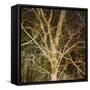 Woodland Gold I-Doug Chinnery-Framed Stretched Canvas