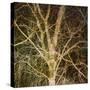 Woodland Gold I-Doug Chinnery-Stretched Canvas