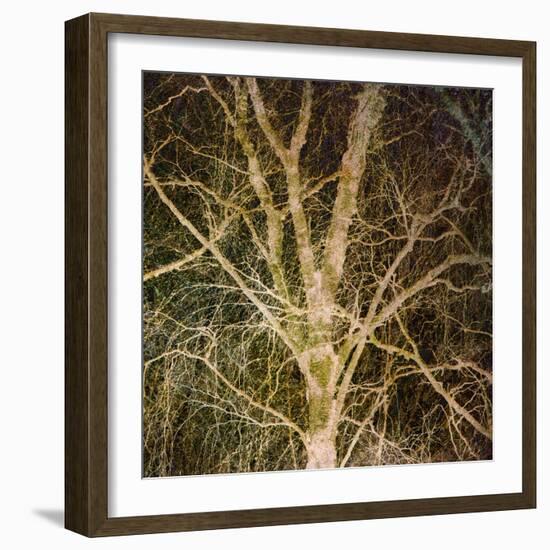 Woodland Gold I-Doug Chinnery-Framed Giclee Print