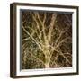 Woodland Gold I-Doug Chinnery-Framed Giclee Print