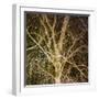 Woodland Gold I-Doug Chinnery-Framed Giclee Print