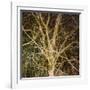 Woodland Gold I-Doug Chinnery-Framed Giclee Print