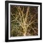 Woodland Gold I-Doug Chinnery-Framed Giclee Print