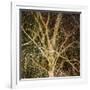 Woodland Gold I-Doug Chinnery-Framed Giclee Print