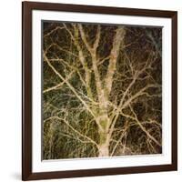 Woodland Gold I-Doug Chinnery-Framed Giclee Print