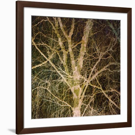 Woodland Gold I-Doug Chinnery-Framed Giclee Print