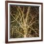 Woodland Gold I-Doug Chinnery-Framed Giclee Print