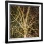 Woodland Gold I-Doug Chinnery-Framed Giclee Print