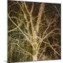 Woodland Gold I-Doug Chinnery-Mounted Giclee Print