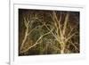 Woodland Gold II-Doug Chinnery-Framed Giclee Print