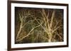 Woodland Gold II-Doug Chinnery-Framed Giclee Print