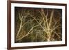 Woodland Gold II-Doug Chinnery-Framed Giclee Print