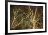 Woodland Gold II-Doug Chinnery-Framed Giclee Print