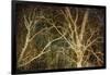 Woodland Gold II-Doug Chinnery-Framed Giclee Print