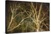 Woodland Gold II-Doug Chinnery-Stretched Canvas