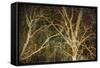 Woodland Gold II-Doug Chinnery-Framed Stretched Canvas