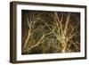 Woodland Gold II-Doug Chinnery-Framed Giclee Print