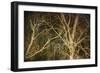 Woodland Gold II-Doug Chinnery-Framed Giclee Print