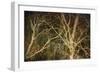 Woodland Gold II-Doug Chinnery-Framed Giclee Print