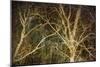 Woodland Gold II-Doug Chinnery-Mounted Giclee Print