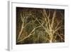 Woodland Gold II-Doug Chinnery-Framed Giclee Print