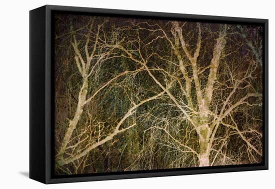 Woodland Gold II-Doug Chinnery-Framed Stretched Canvas