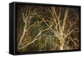 Woodland Gold II-Doug Chinnery-Framed Stretched Canvas