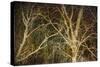 Woodland Gold II-Doug Chinnery-Stretched Canvas