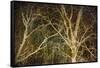 Woodland Gold II-Doug Chinnery-Framed Stretched Canvas