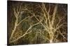 Woodland Gold II-Doug Chinnery-Stretched Canvas