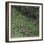 Woodland Gorge with Abandoned Old Rusty Motorbike, Yorkshire, UK-Paul Johnson-Framed Photographic Print