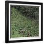 Woodland Gorge with Abandoned Old Rusty Motorbike, Yorkshire, UK-Paul Johnson-Framed Photographic Print